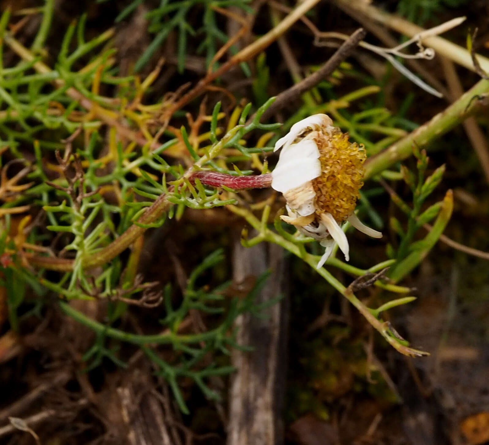 Image of Tripleurospermum caucasicum (Willd.) Hayek