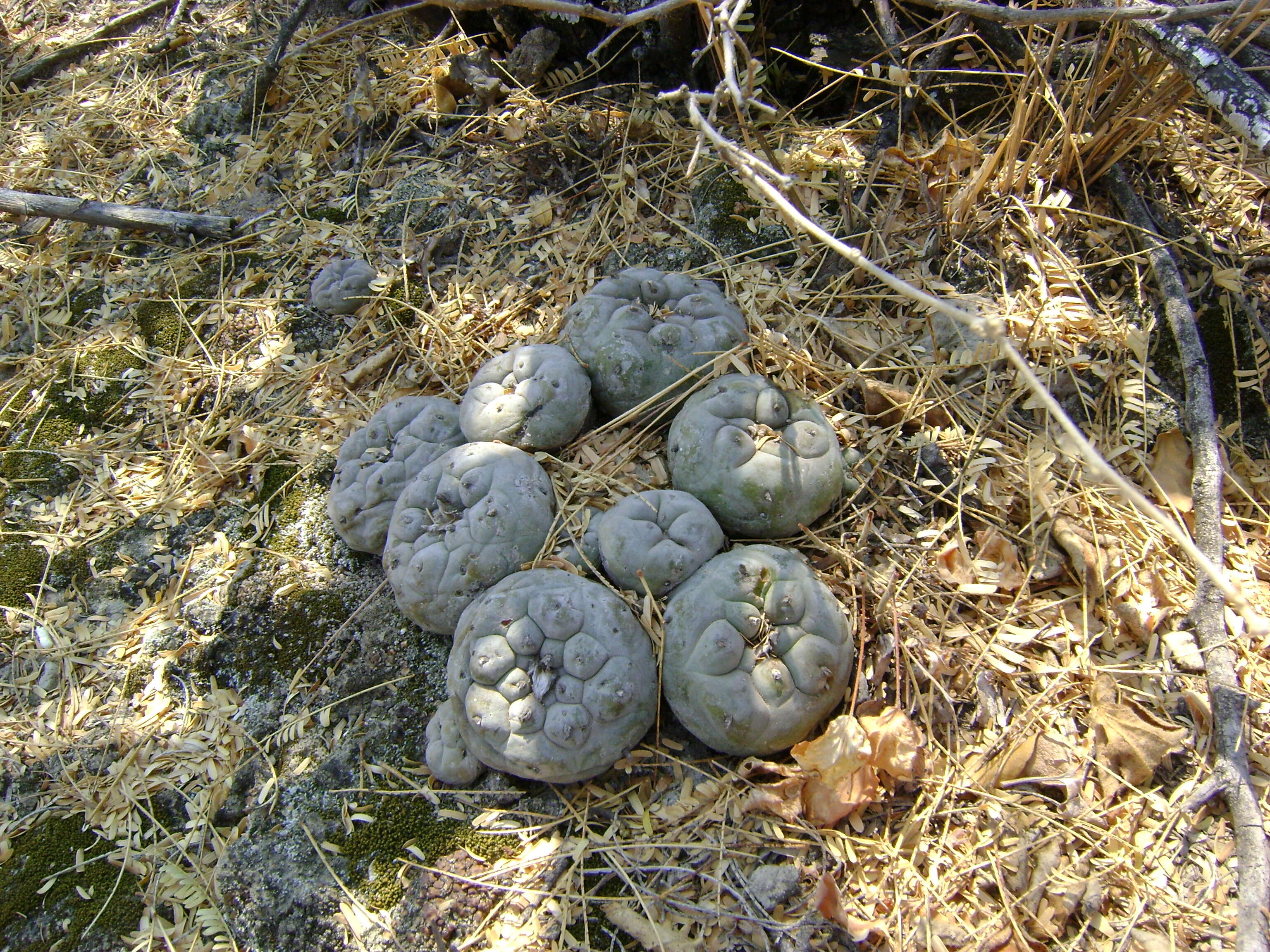 Image of Peyote