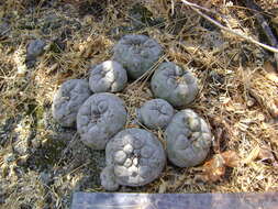 Image of Peyote