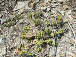 Image of Lady-finger Cactus