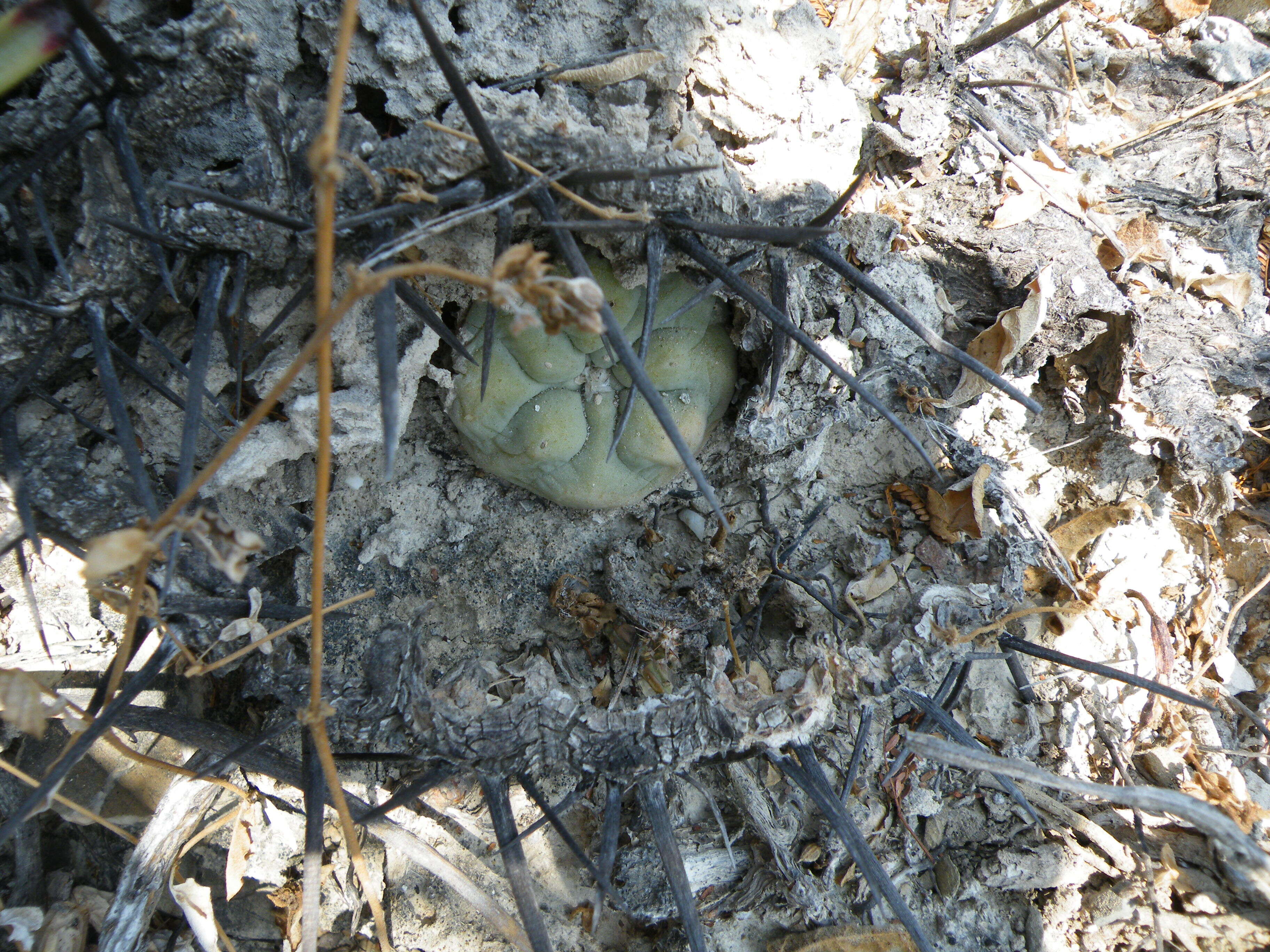 Image of Peyote