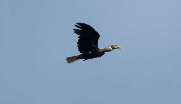 Image of Blyth's Hornbill