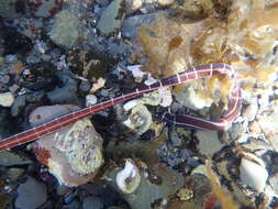 Image of football Jersey worm