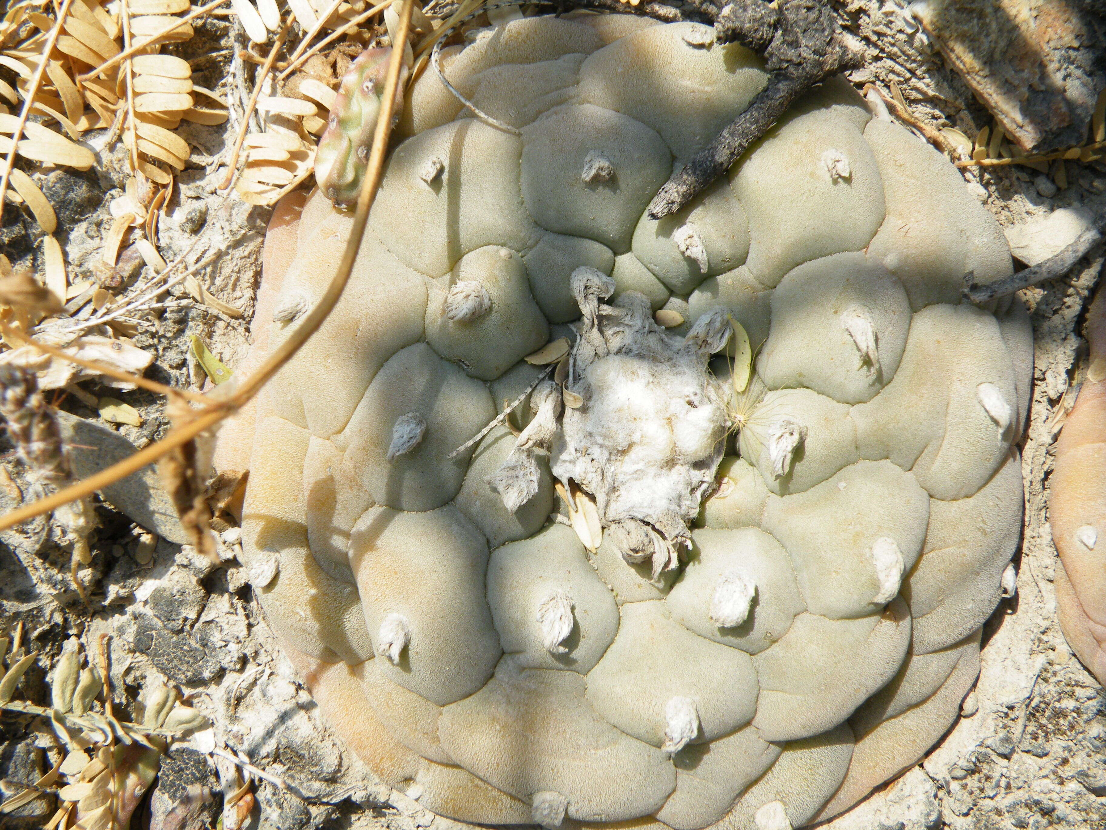 Image of Peyote