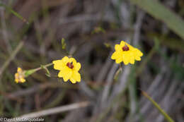 Image of Goodenia trinervis