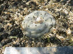 Image of Peyote