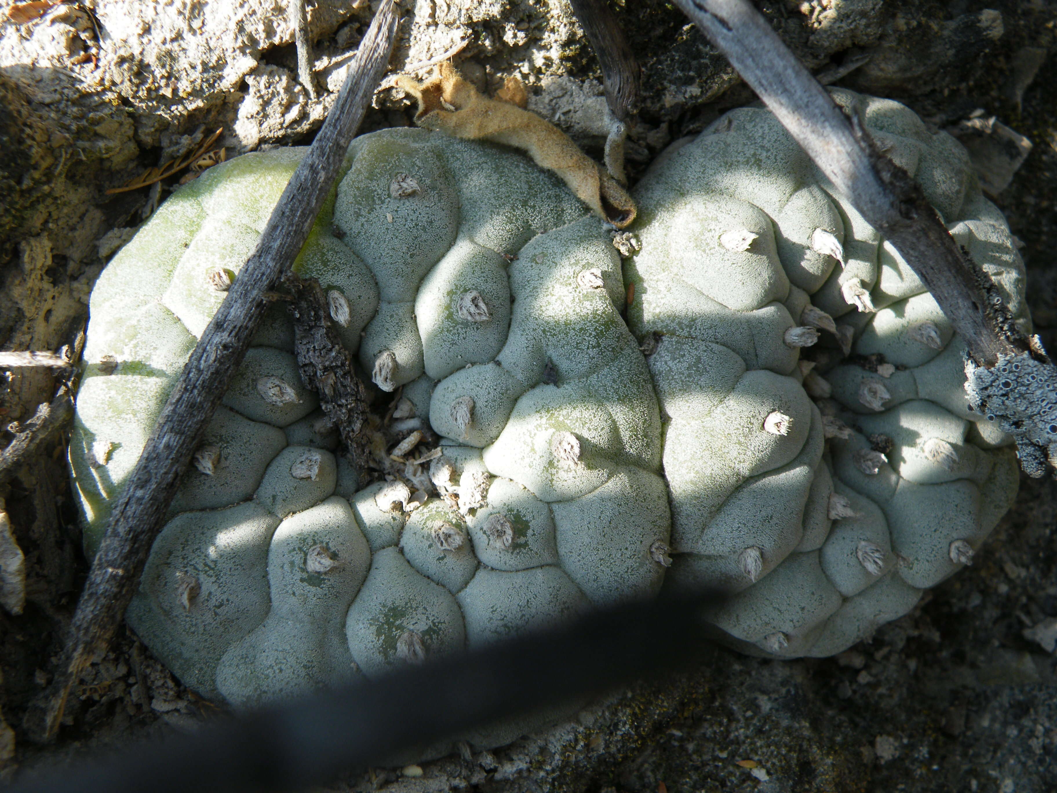 Image of Peyote