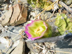 Image of Lady-finger Cactus