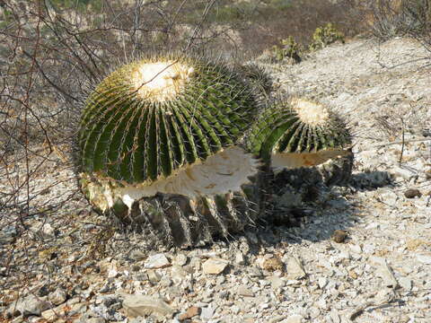 Image of Cactus