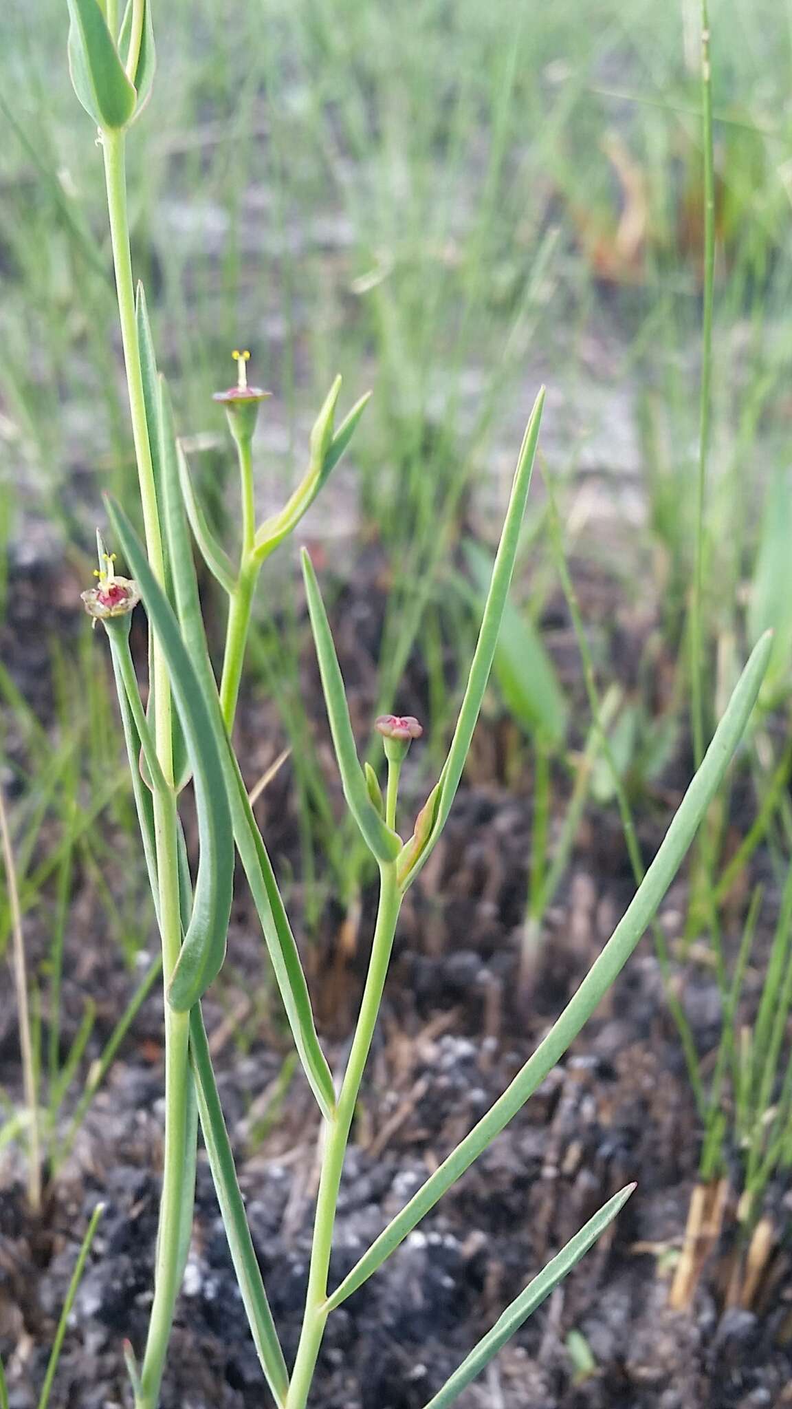 Euphorbia inundata var. garrettii E. L. Bridges & Orzell resmi