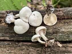 Image of Clitocybe phyllophila (Pers.) P. Kumm.