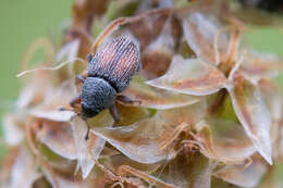 Image of Mecinus pascuorum Caldara 2001