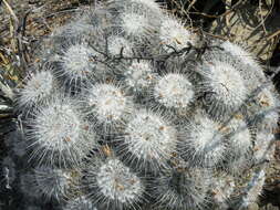 Image de Mammillaria parkinsonii Ehrenb.