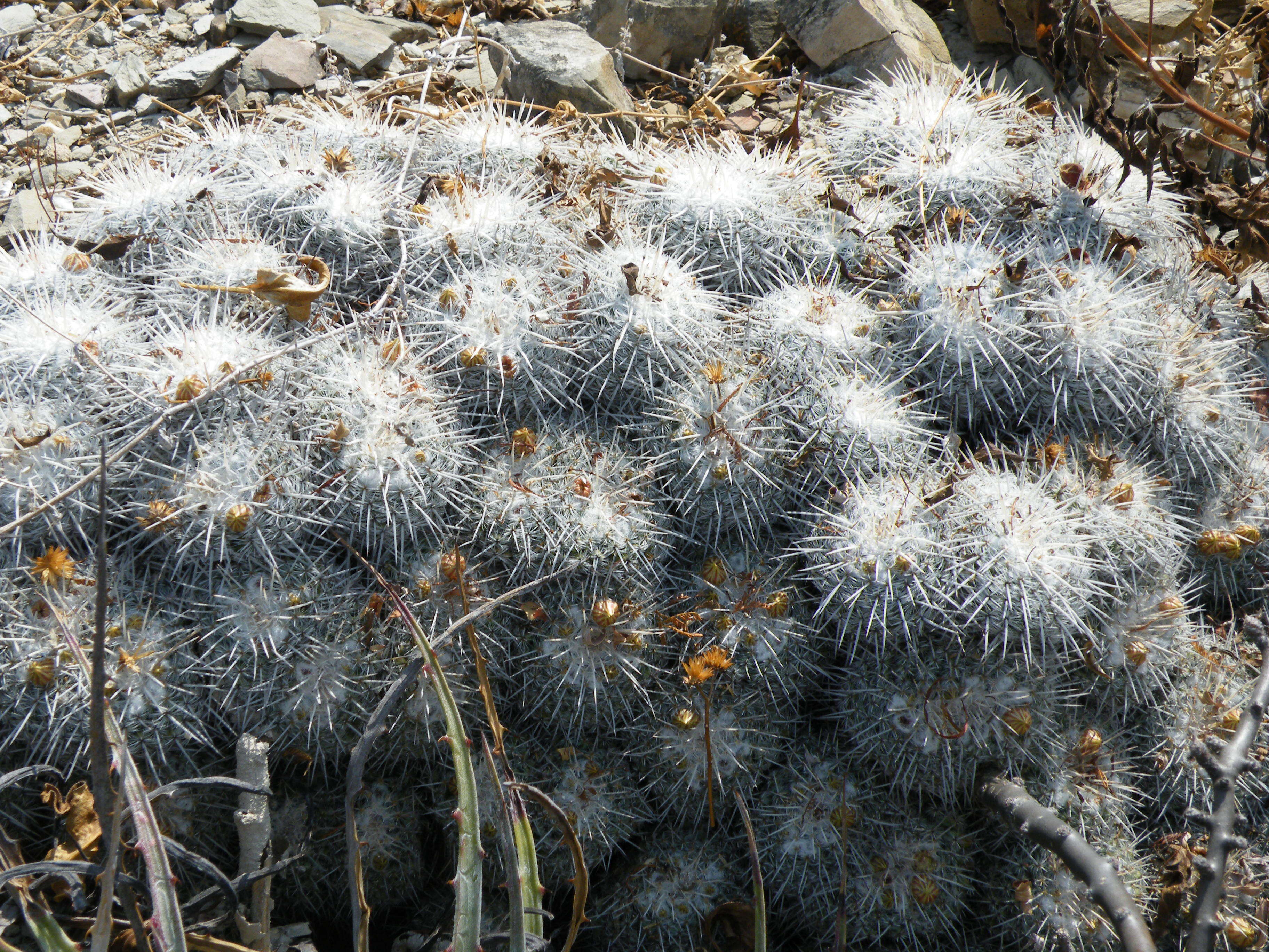 Image of Owl's eye cactus