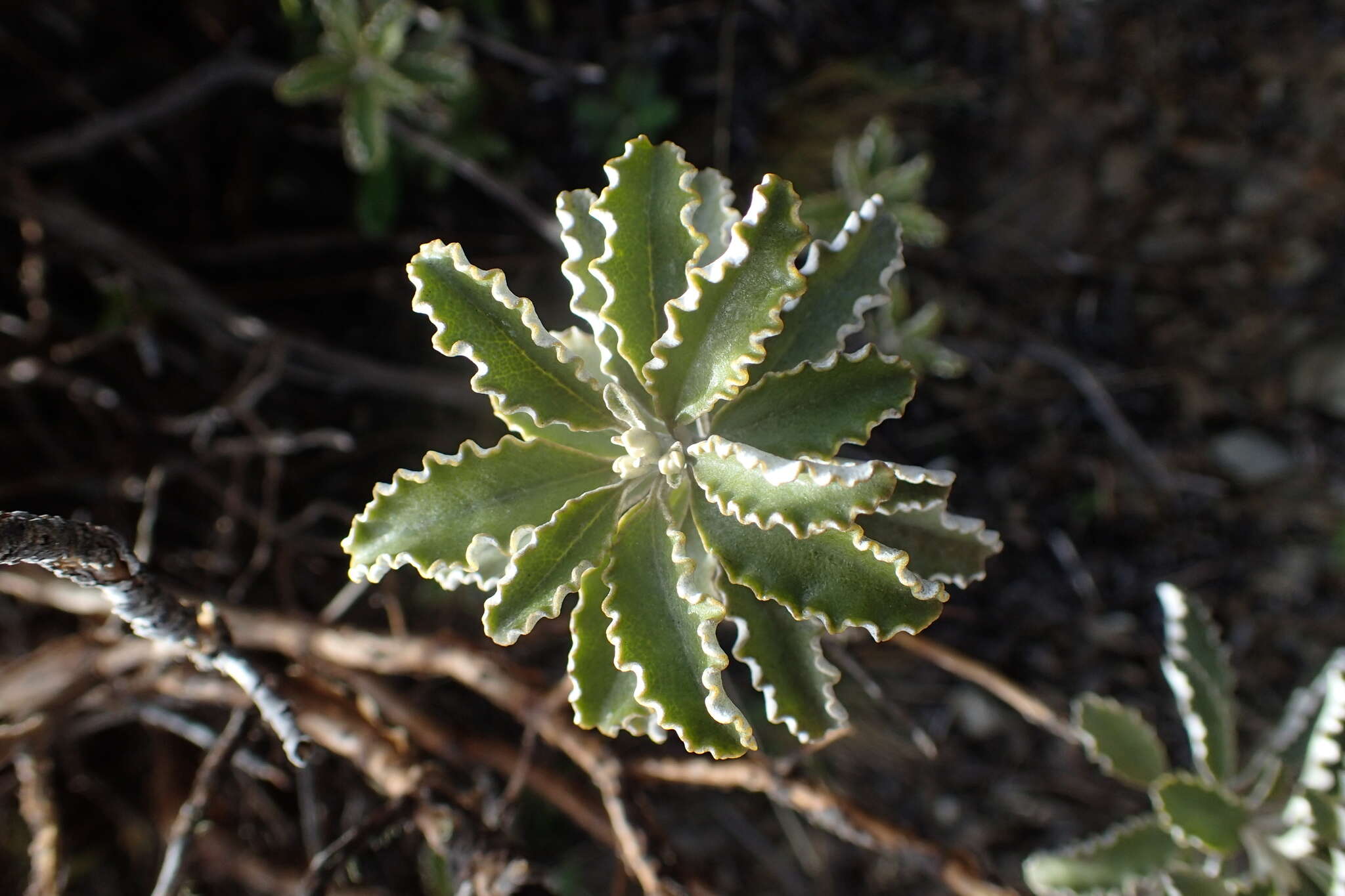 Image of Monro's Ragwort