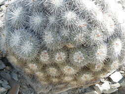 Image de Mammillaria parkinsonii Ehrenb.