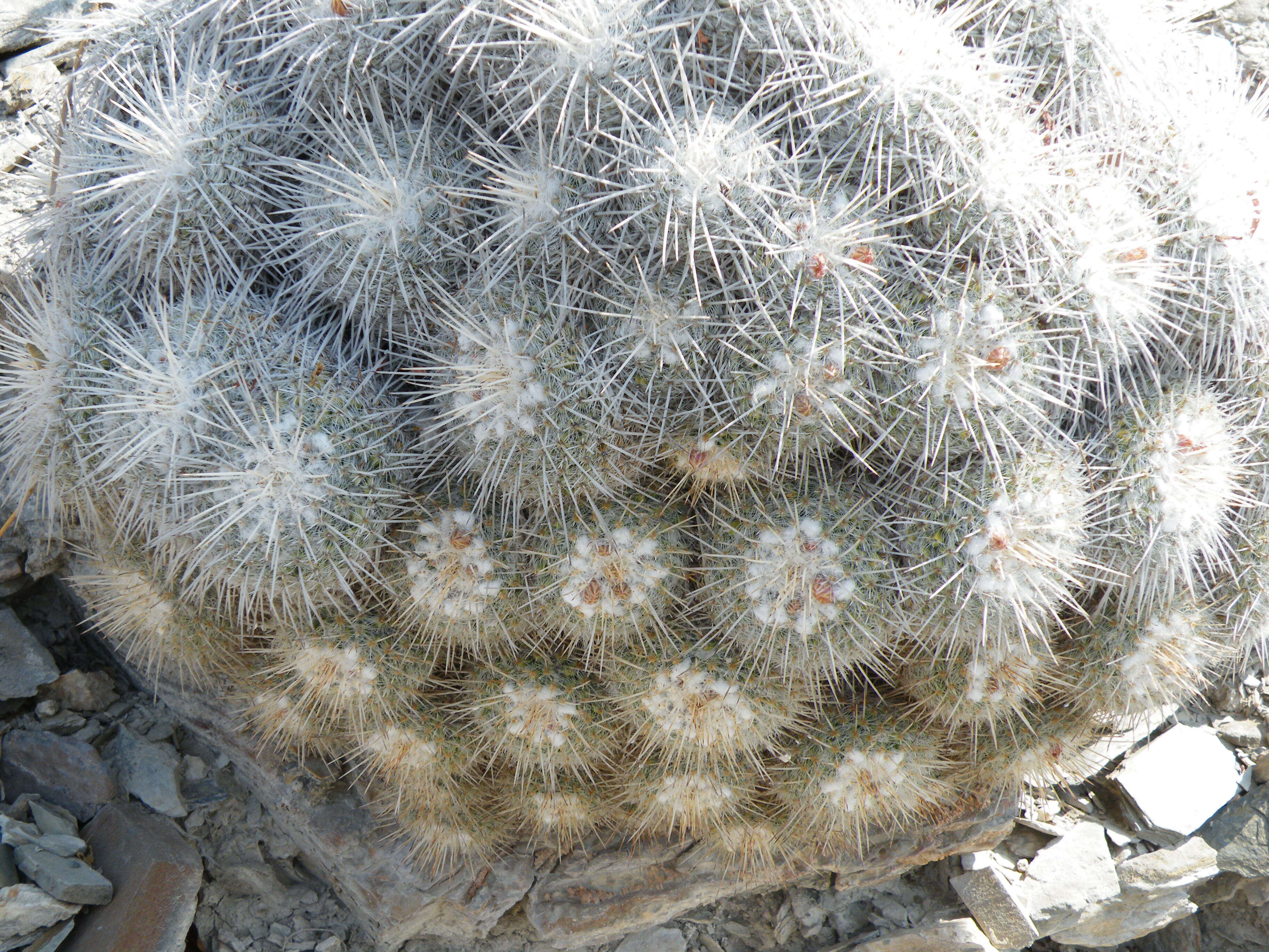 Image of Owl's eye cactus