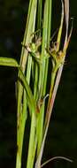 Scleria pauciflora Muhl. ex Willd. resmi