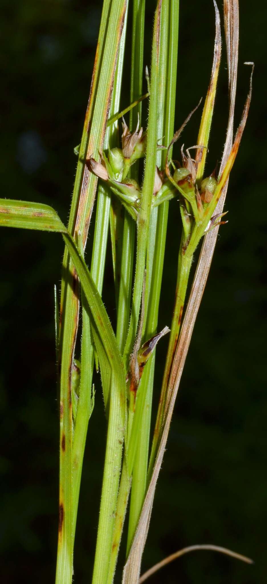 Scleria pauciflora Muhl. ex Willd. resmi