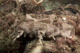 Image of Banded Wobbegong