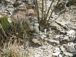 Image of Owl's eye cactus