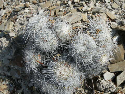 Image de Mammillaria parkinsonii Ehrenb.