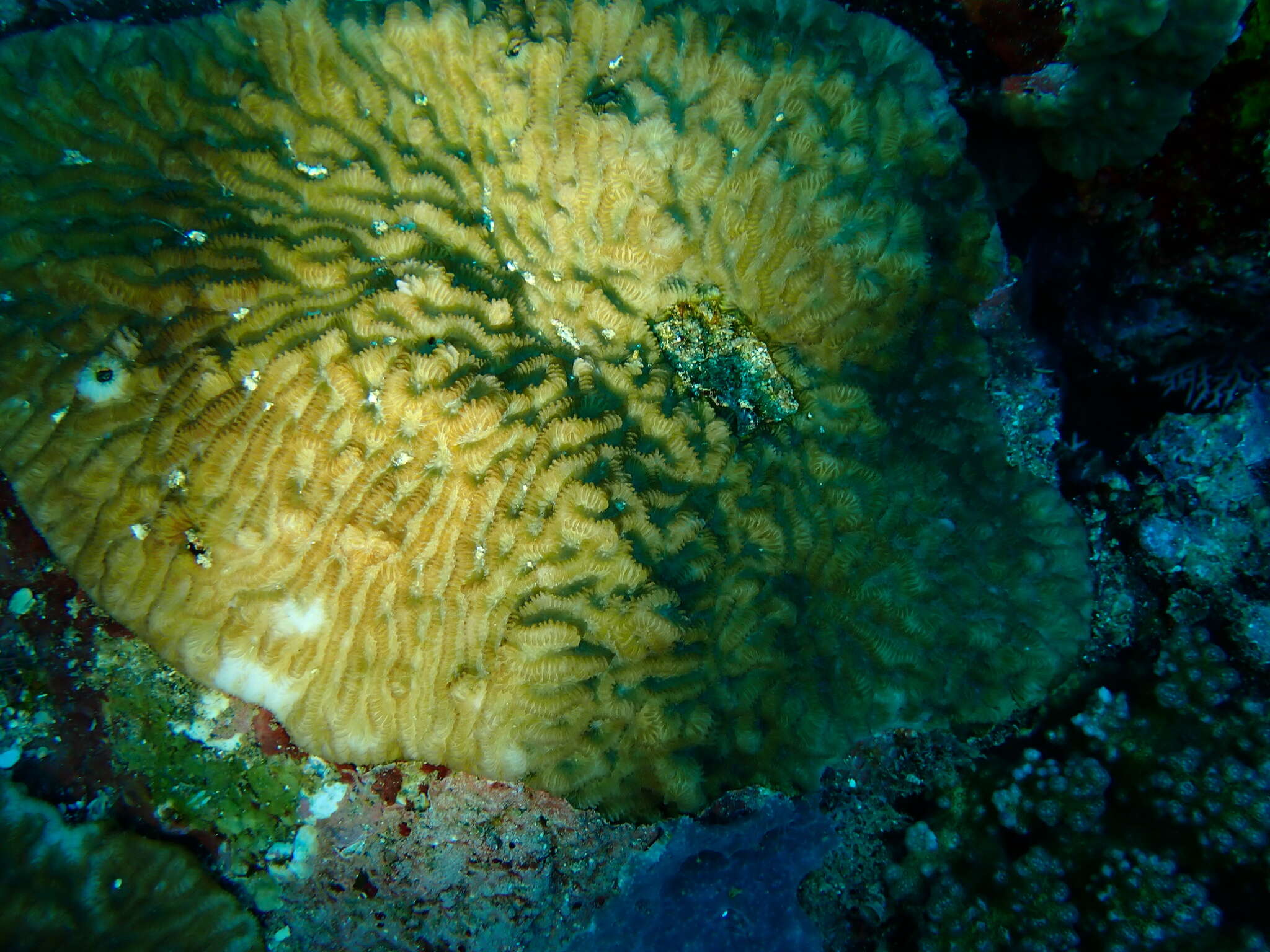 Image of crispy crust coral