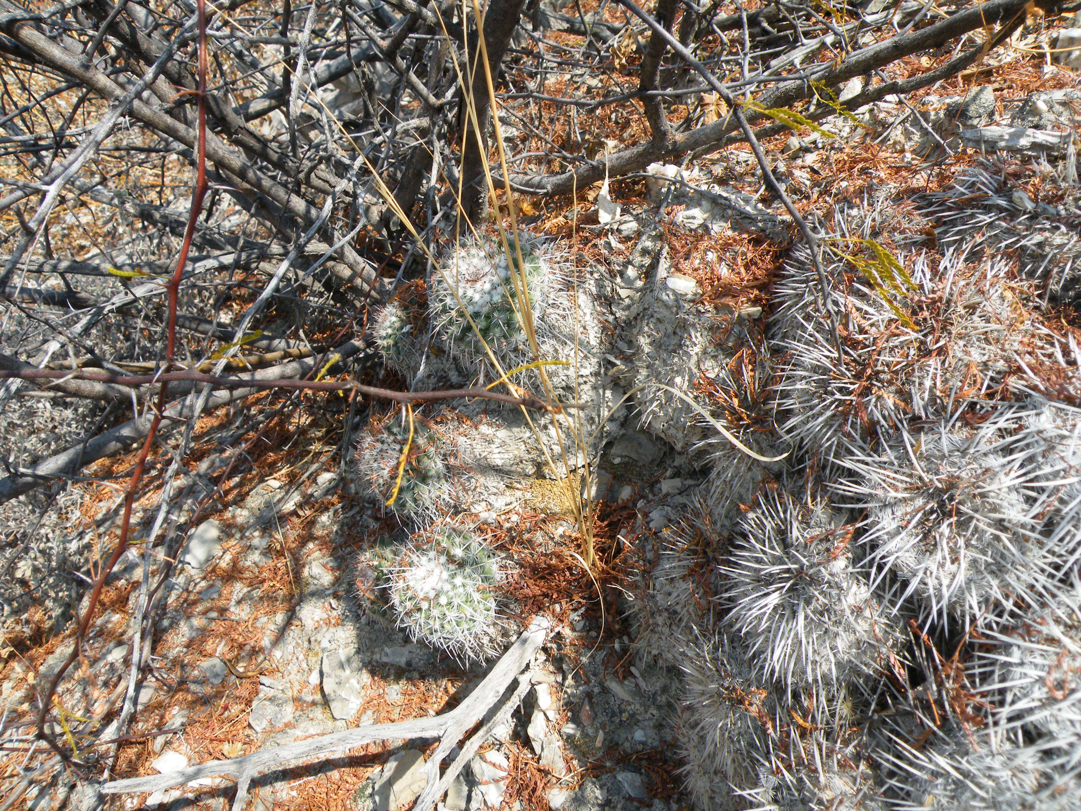 Image of Mammillaria geminispina Haw.