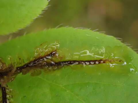 Image of Macrodiplophyllum rubrum D. H. Wagner