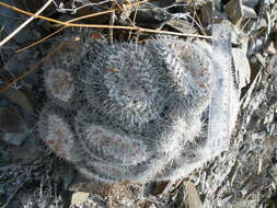 Image de Mammillaria parkinsonii Ehrenb.