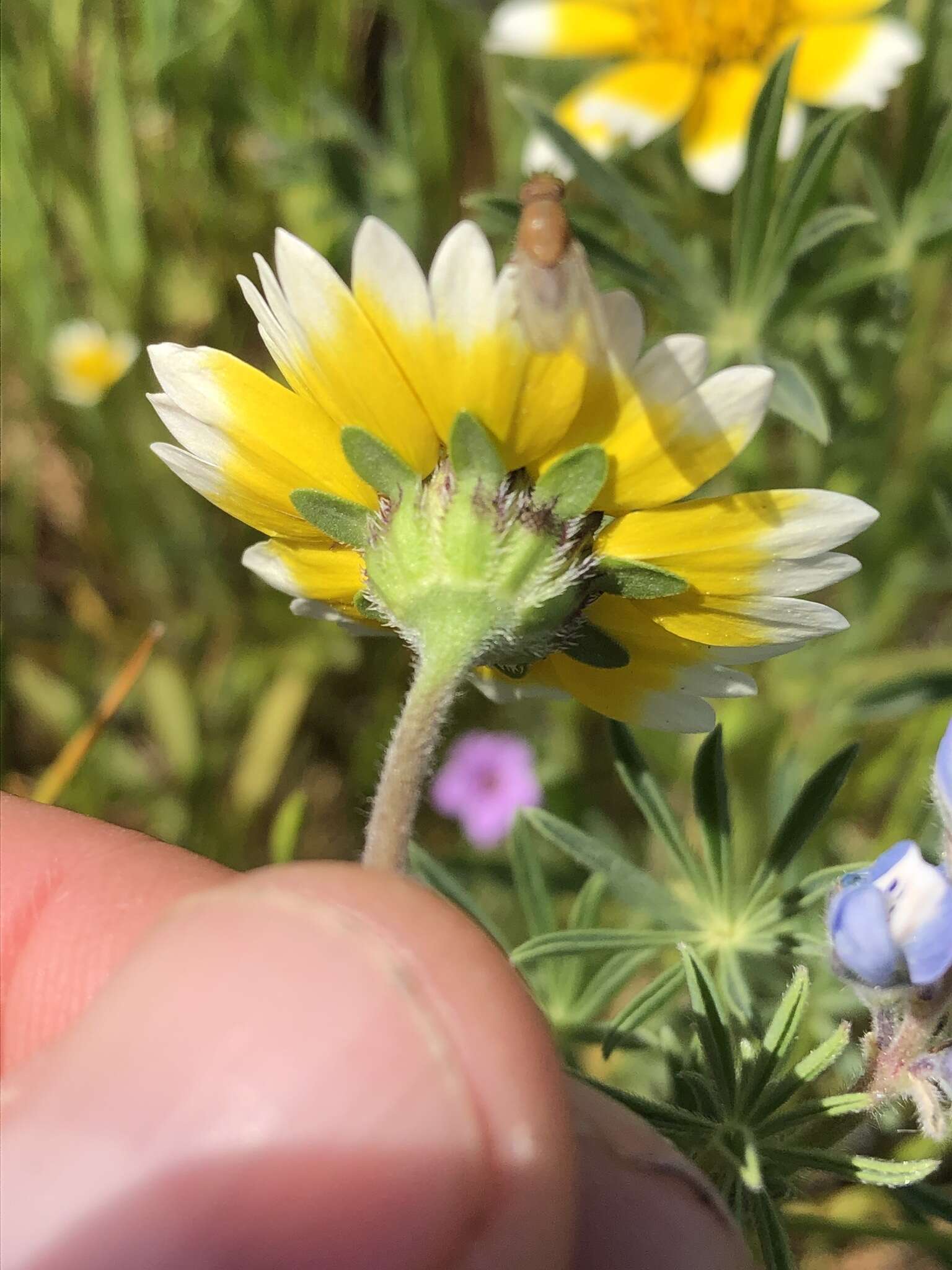 Слика од Layia chrysanthemoides (DC.) A. Gray