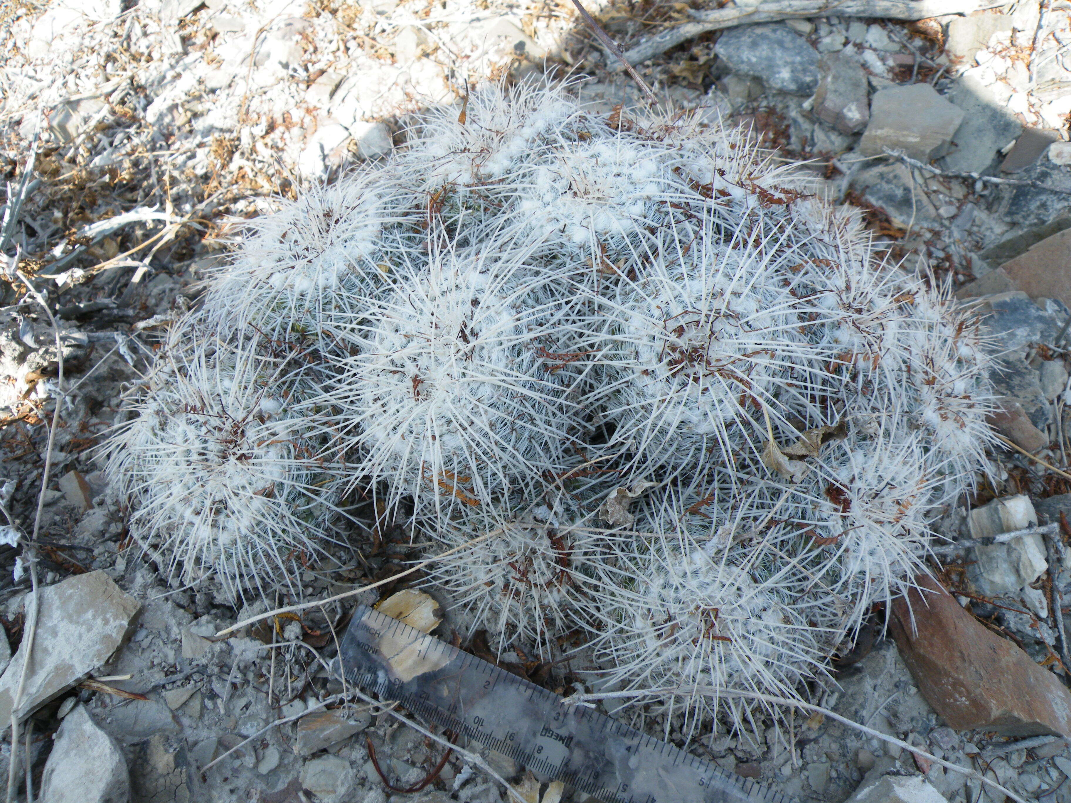 Image of Owl's eye cactus