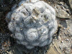 Image de Mammillaria parkinsonii Ehrenb.