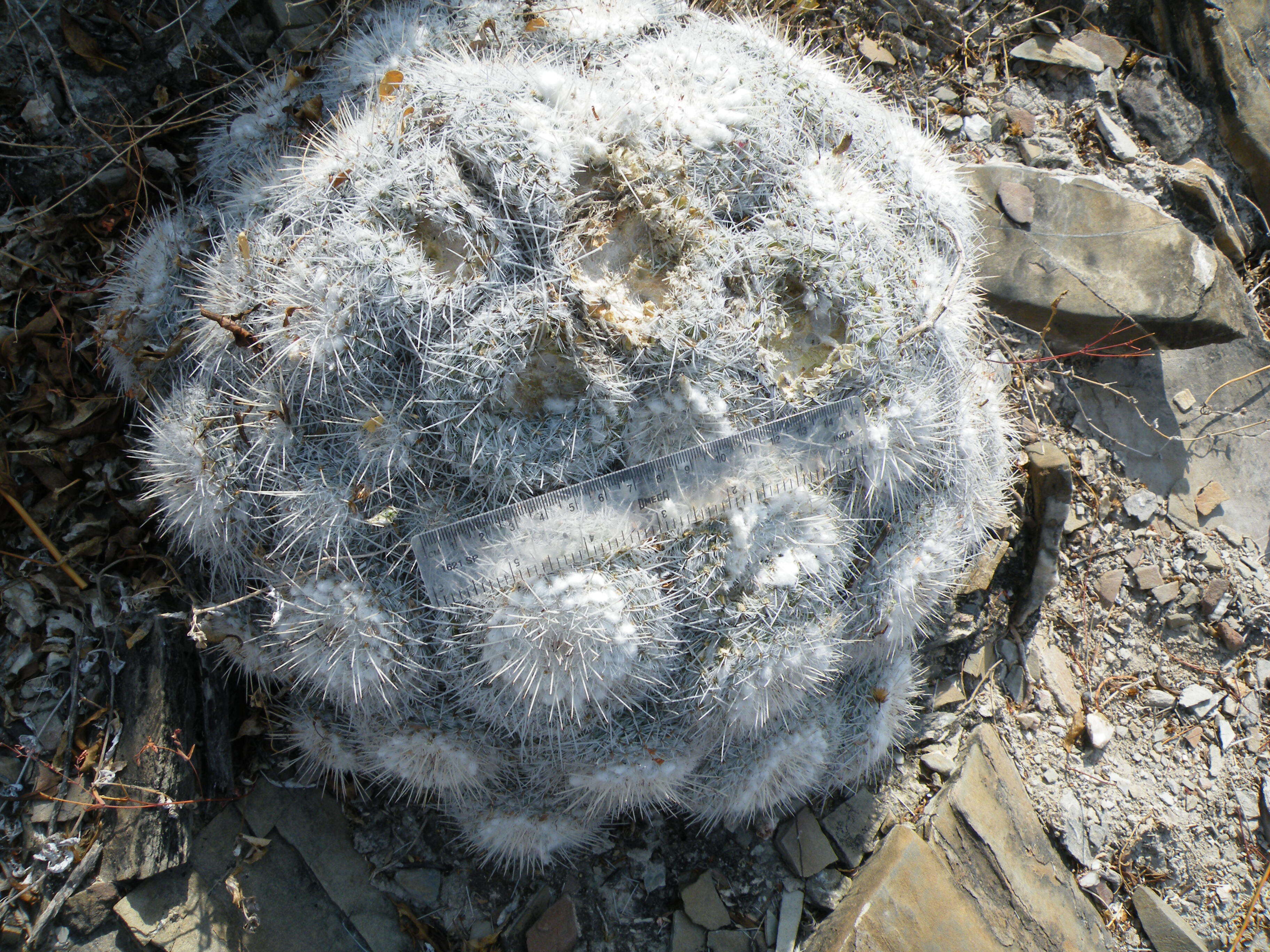 Image of Owl's eye cactus