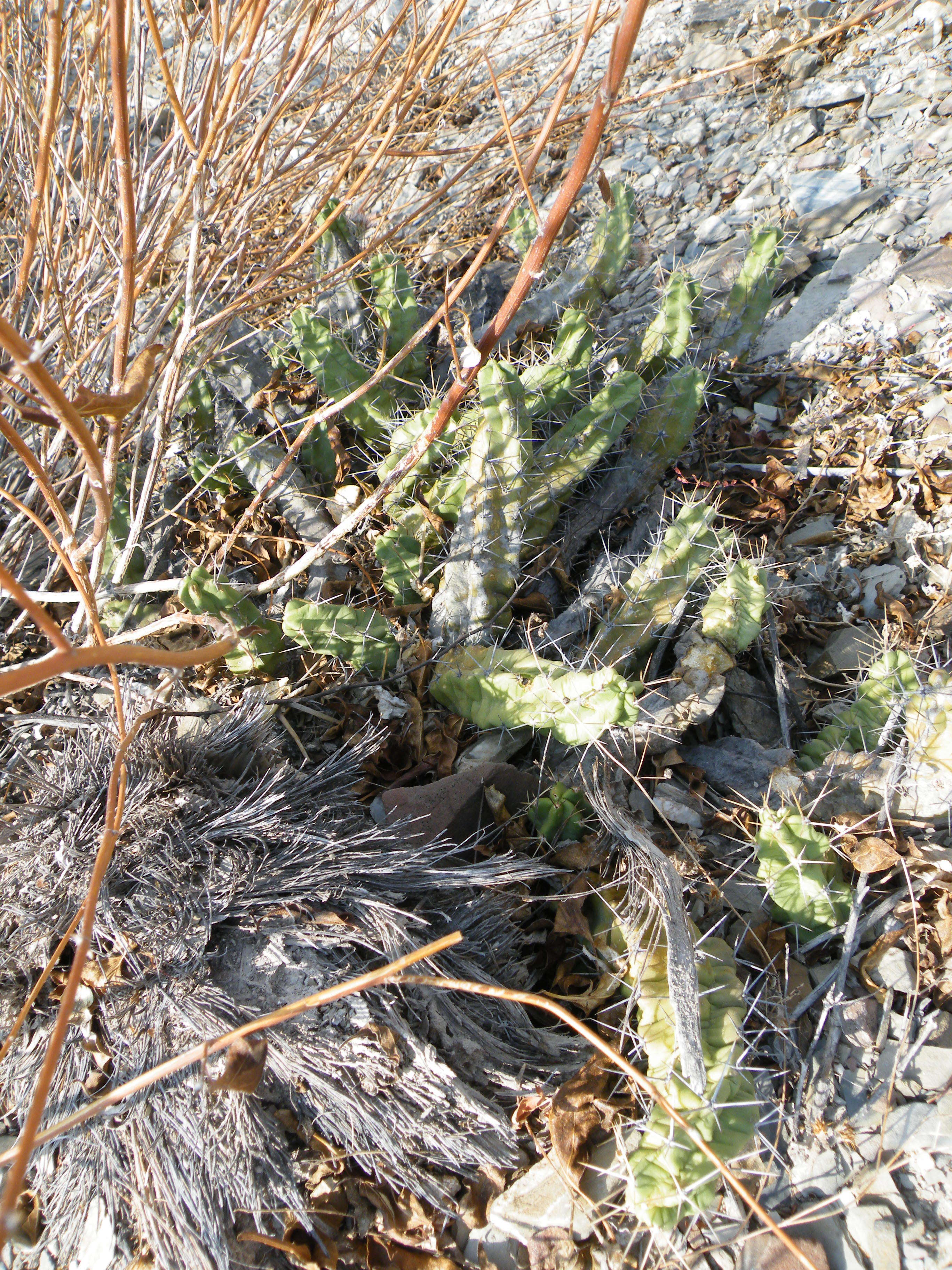 Image of Lady-finger Cactus