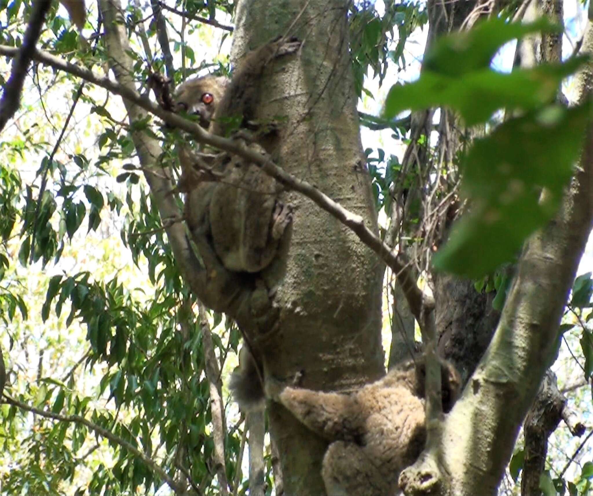 Image of Bemaraha Woolly Lemur