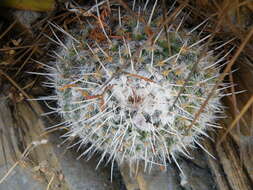 Image of Owl's eye cactus