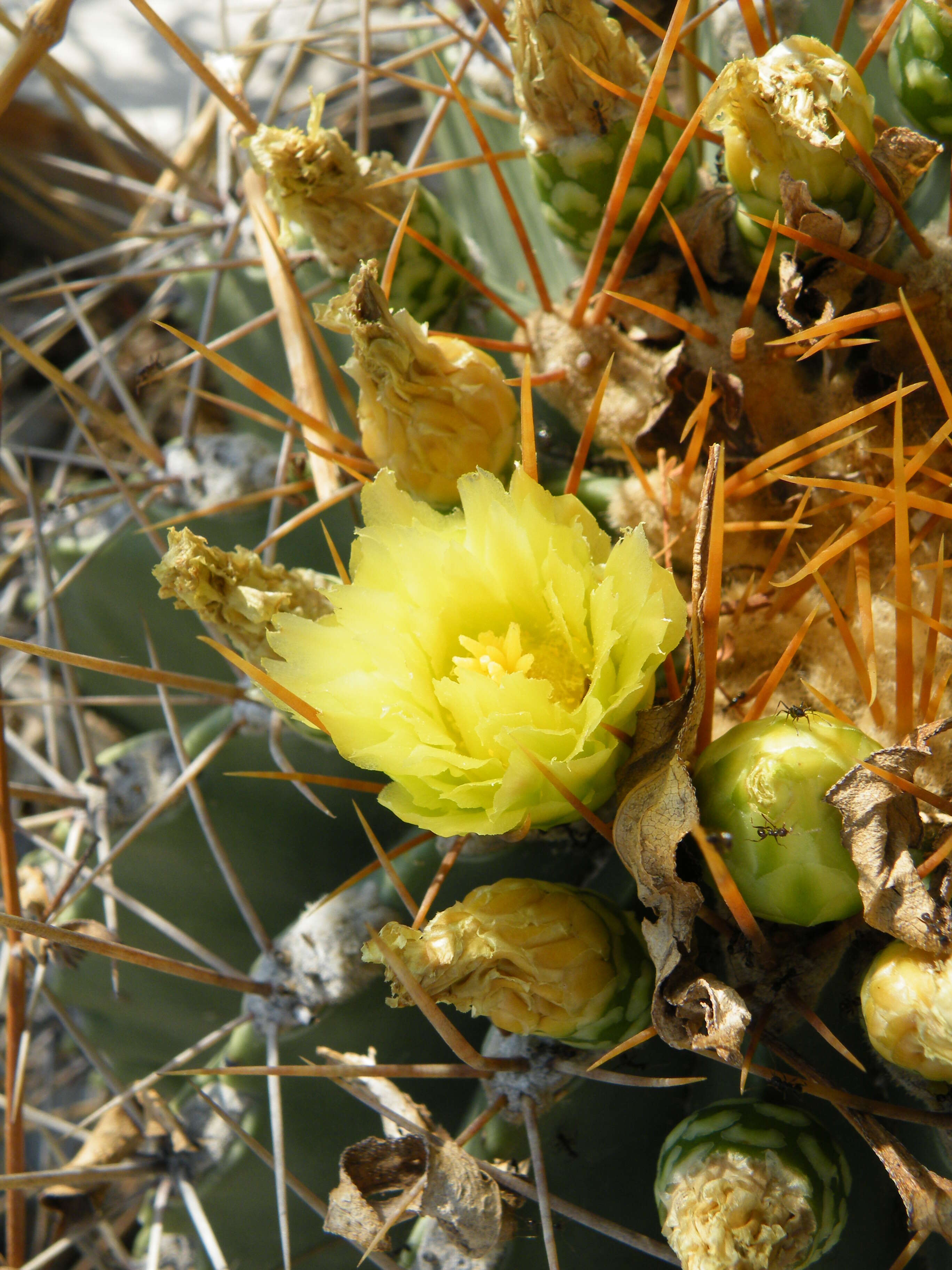 Image of Emory's barrel cactus