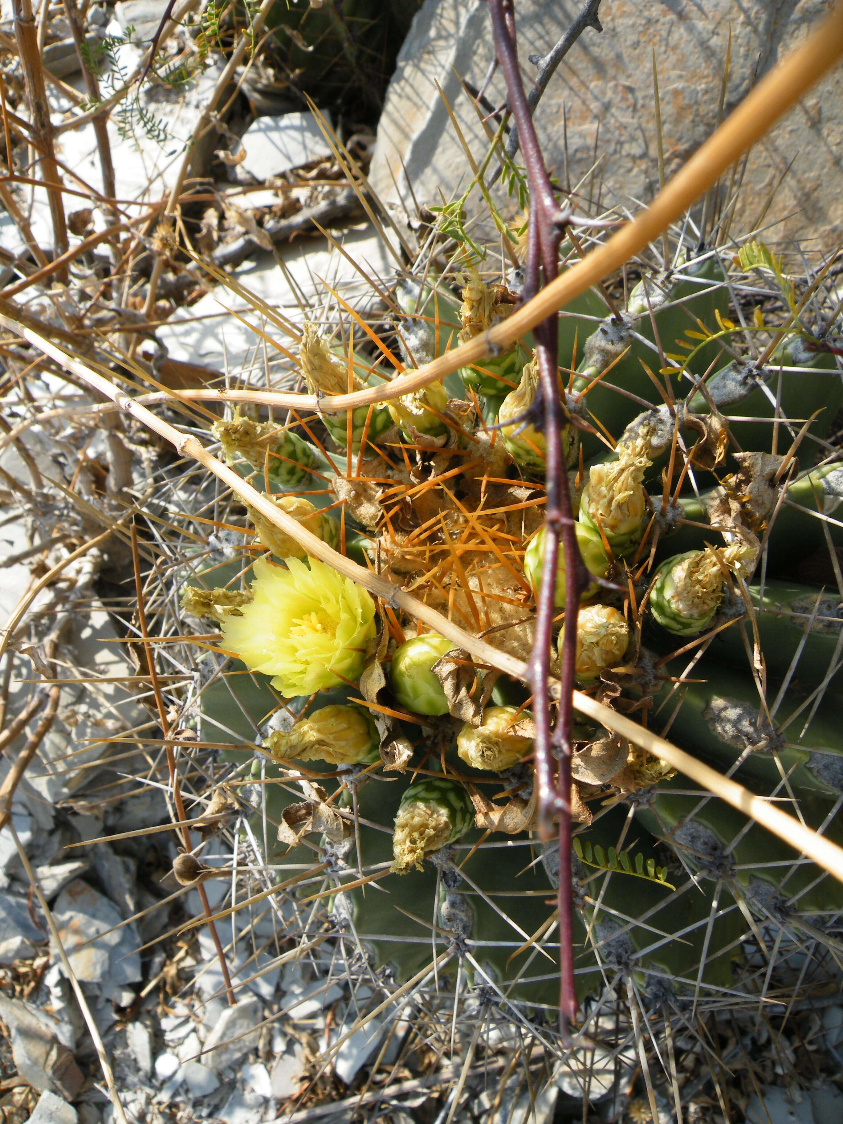 Image of Emory's barrel cactus