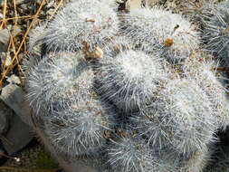 Image of Owl's eye cactus