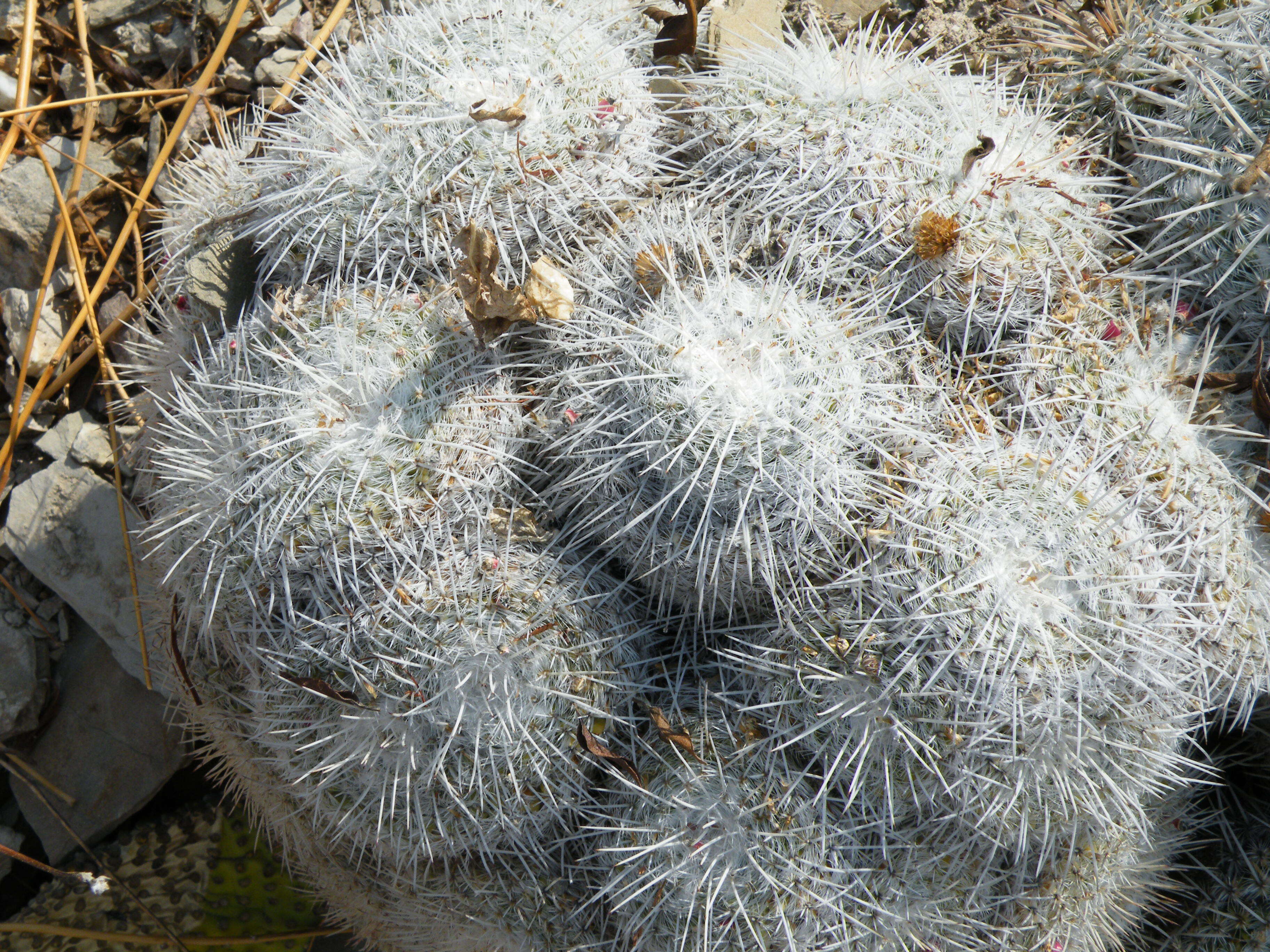 Image de Mammillaria parkinsonii Ehrenb.