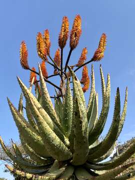 Aloe spectabilis Reynolds resmi