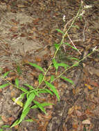 Image of Dotted Smartweed