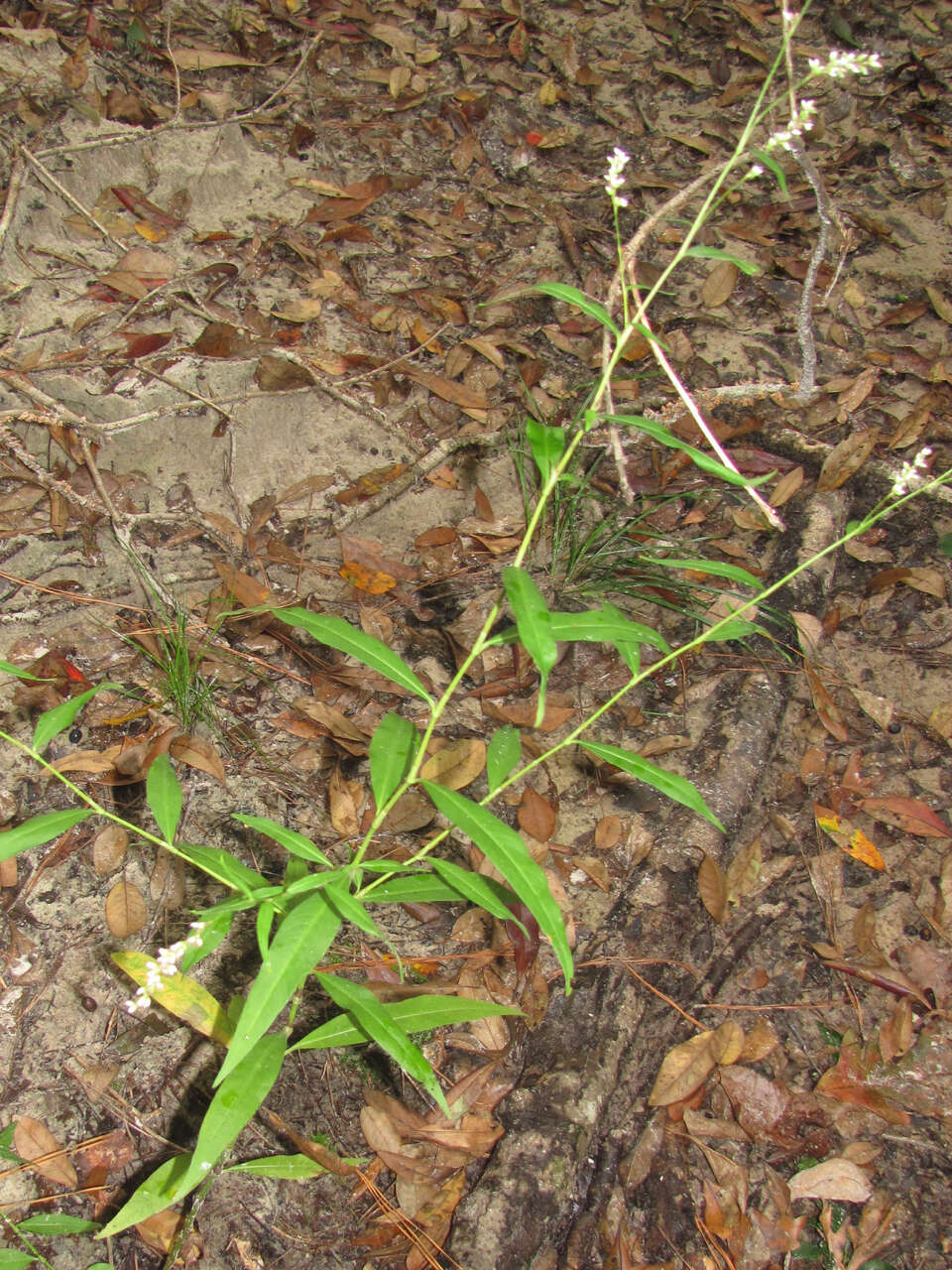 Image of Dotted Smartweed