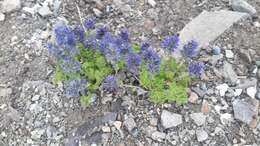 Image of featherleaf kittentails