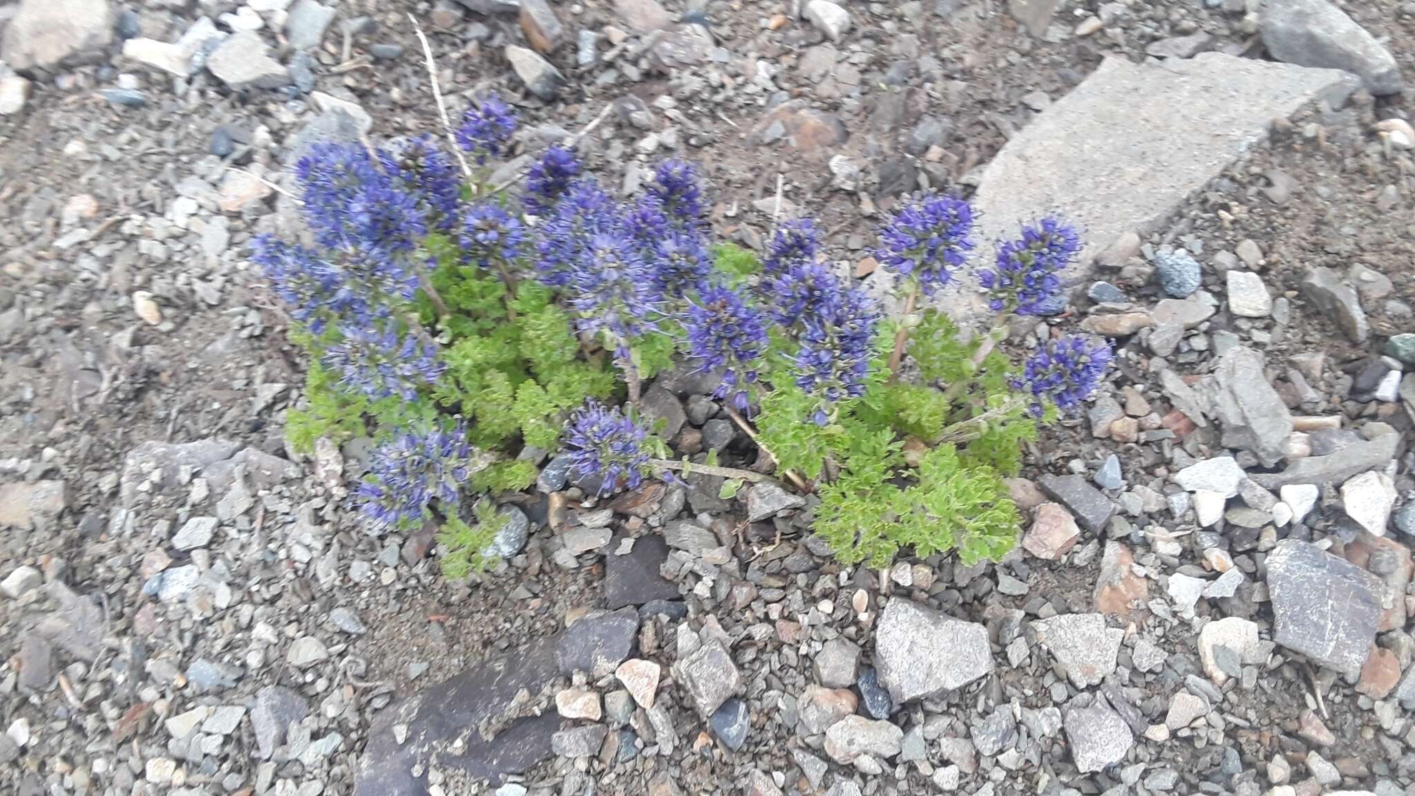 Image of featherleaf kittentails