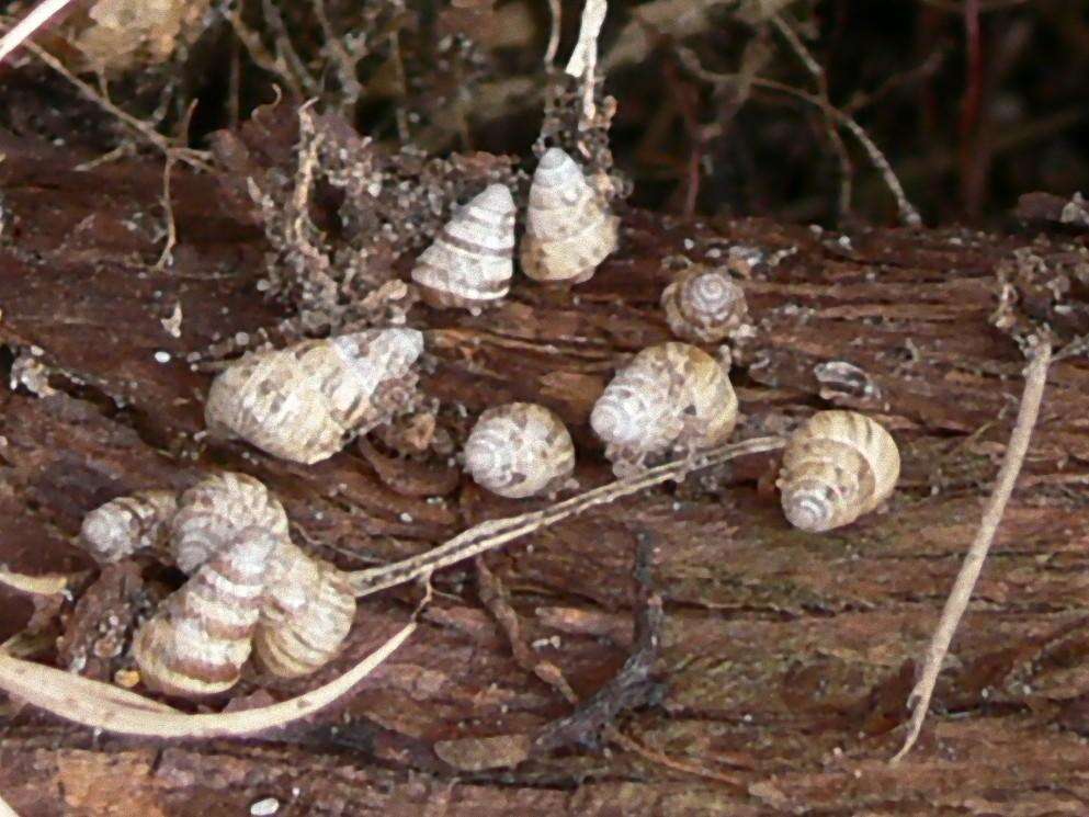 Imagem de Cochlicella barbara (Linnaeus 1758)