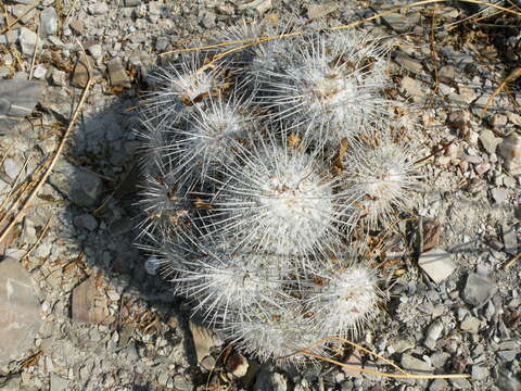 Image de Mammillaria parkinsonii Ehrenb.