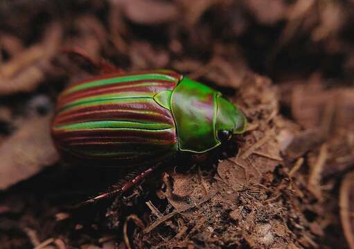 Image of Chrysina quetzalcoatli (Morón 1990)