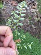 Image of Phyllanthus virgatus G. Forst.